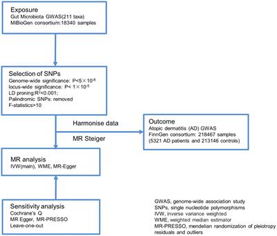 Gut microbiota and atopic dermatitis: a two-sample Mendelian randomization study